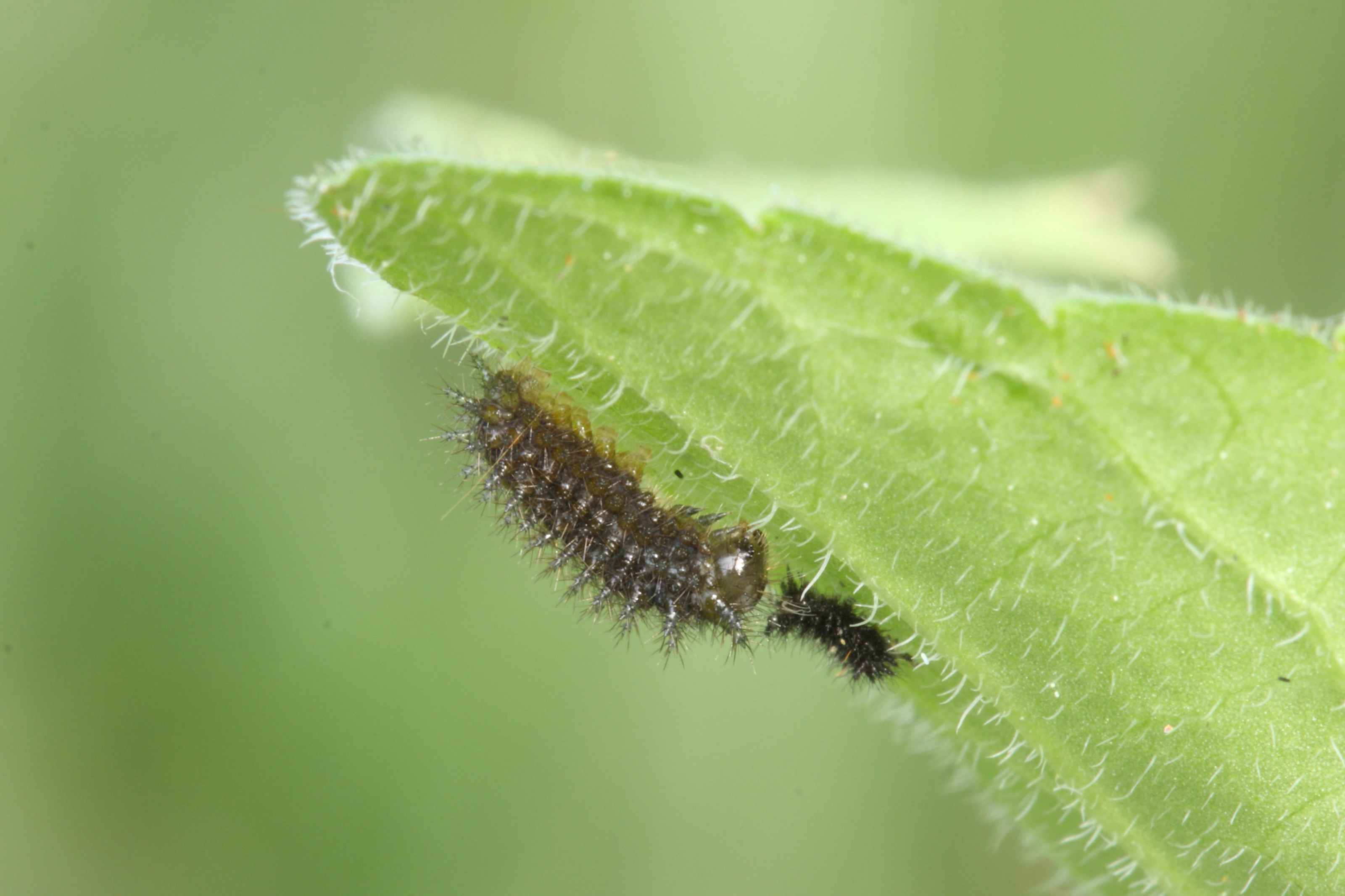 2012 05 28 Beuphrosyne rups 026u.JPG